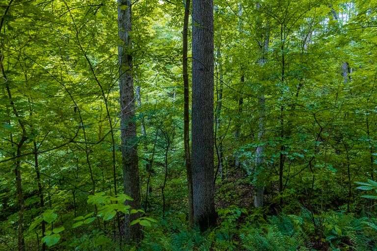 12 Acres
