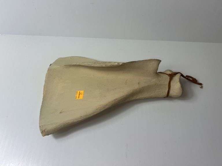Scapula Bone
