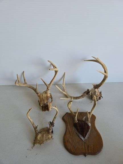 (4) sets deer antlers