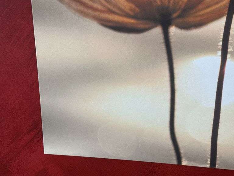 “Icelandic Poppies" by Yoshizo Kawasaki