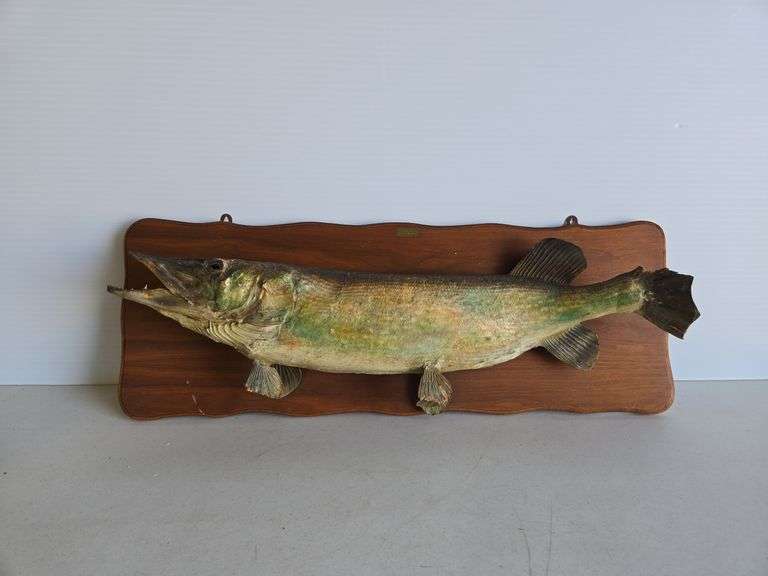 36" fish mount