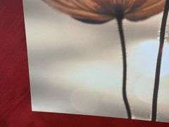 “Icelandic Poppies" by Yoshizo Kawasaki