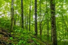 12 Acres