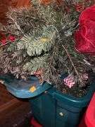 Assorted Christmas