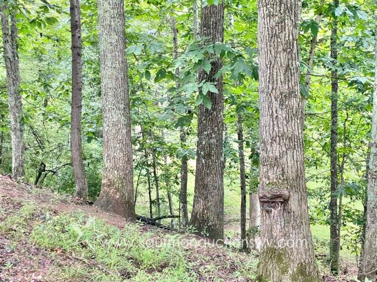 82 +/- Acre Lewis County Farm