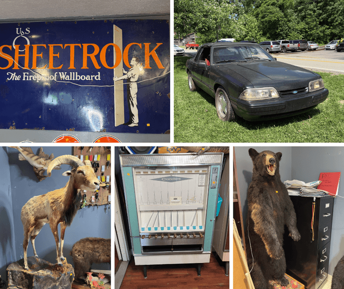 Taxidermy, 93 Mustang, Collectibles (WV)