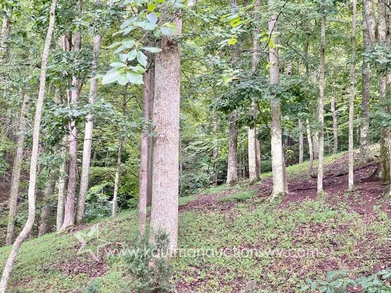 82 +/- Acre Lewis County Farm