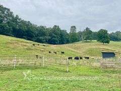 82 +/- Acre Lewis County Farm