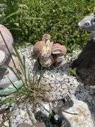 STONE GARDEN GNOMES, MUSHROOMS AND MORE