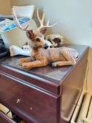 Contents of Live Auction