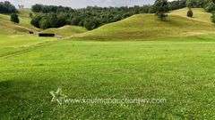 82 +/- Acre Lewis County Farm