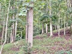 82 +/- Acre Lewis County Farm