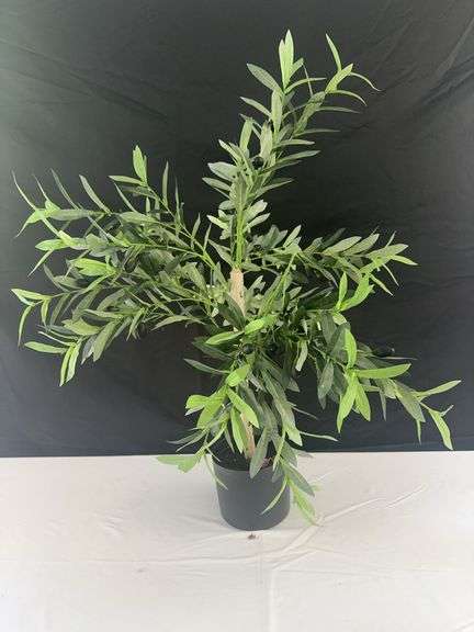 Small Fake Olive Tree