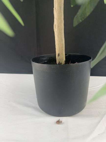 Small Fake Olive Tree