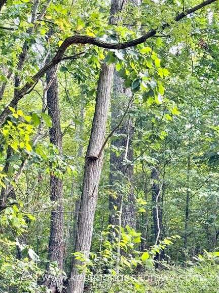 39+/- Acre Clay County Land