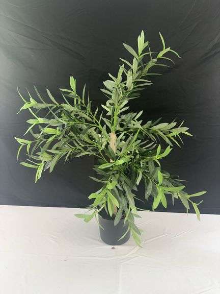 Small Fake Olive Tree