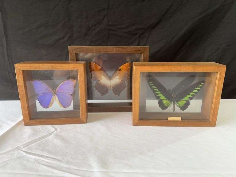(3) Butterflies