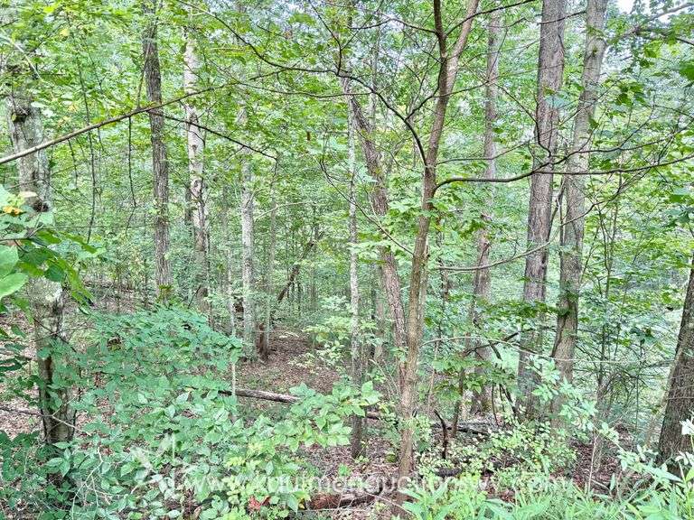 39+/- Acre Clay County Land