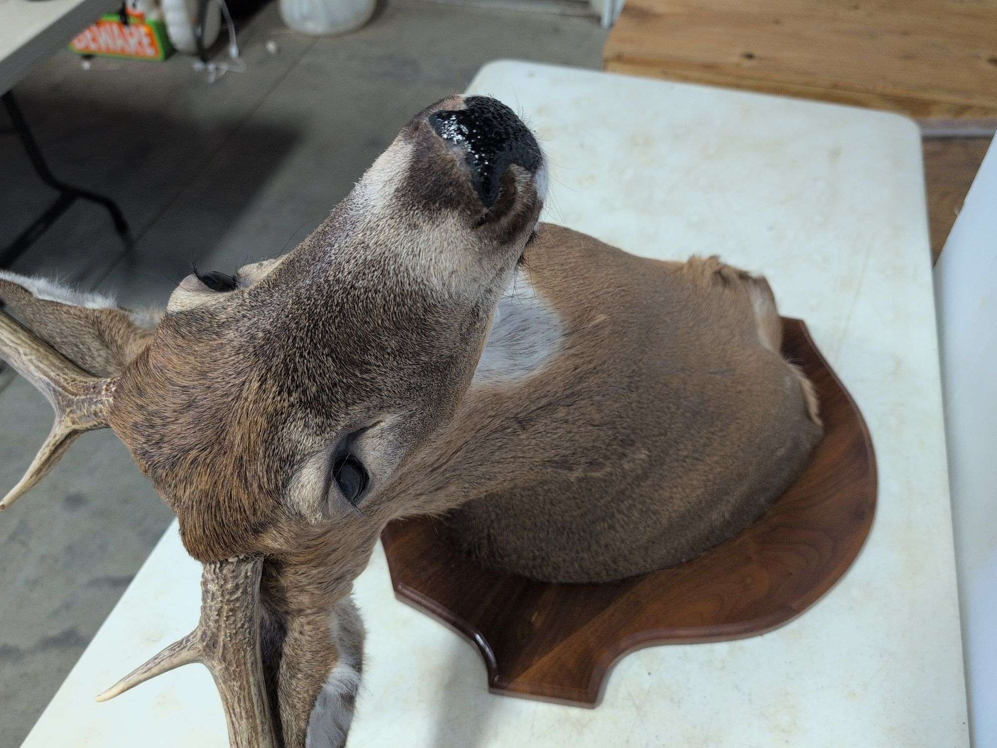 Whitetail deer mount