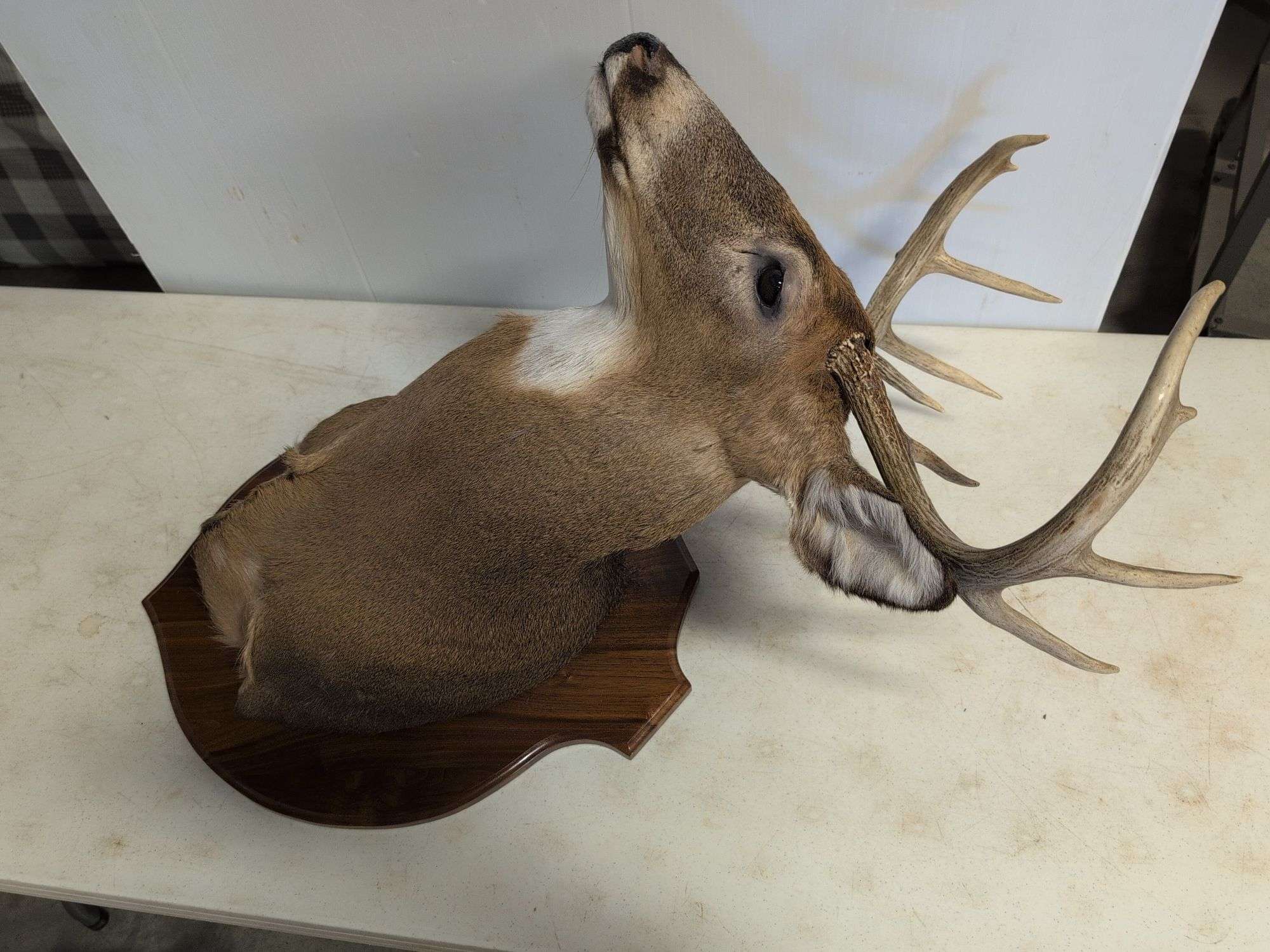 Whitetail deer mount