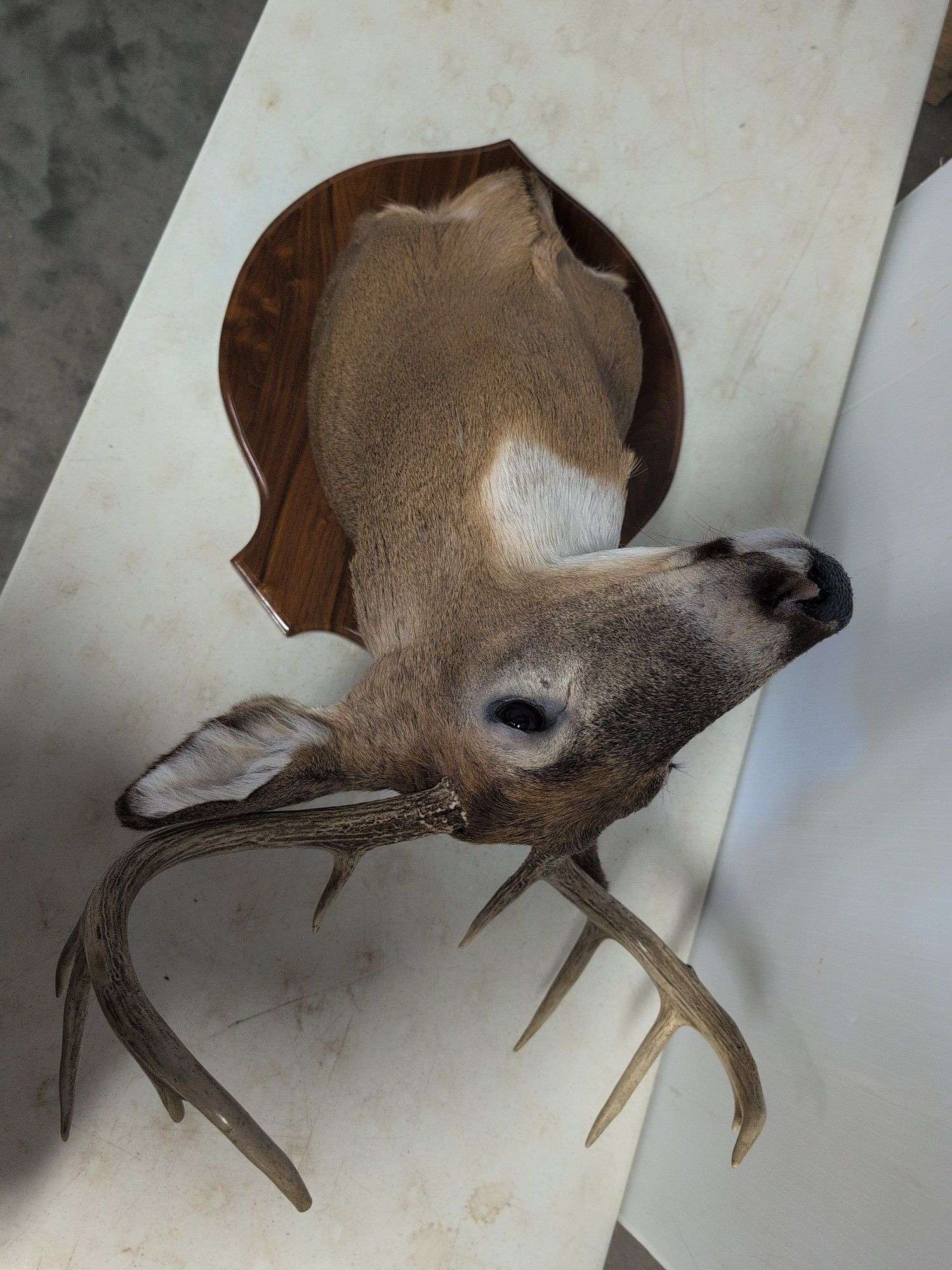 Whitetail deer mount
