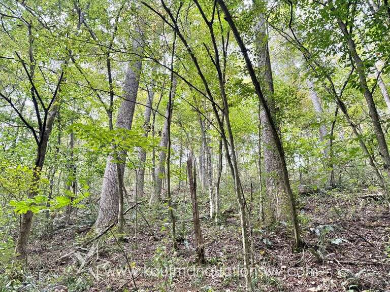 41+/- Acre Gilmer County WV Land with Harvestable Timber 