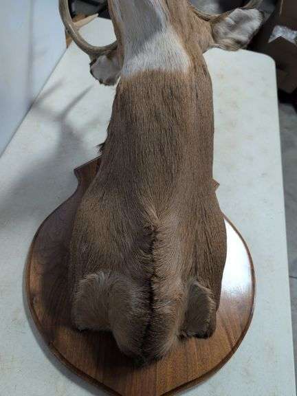 Whitetail deer mount