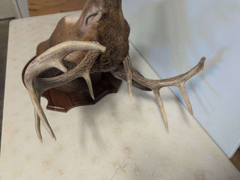 Whitetail deer mount