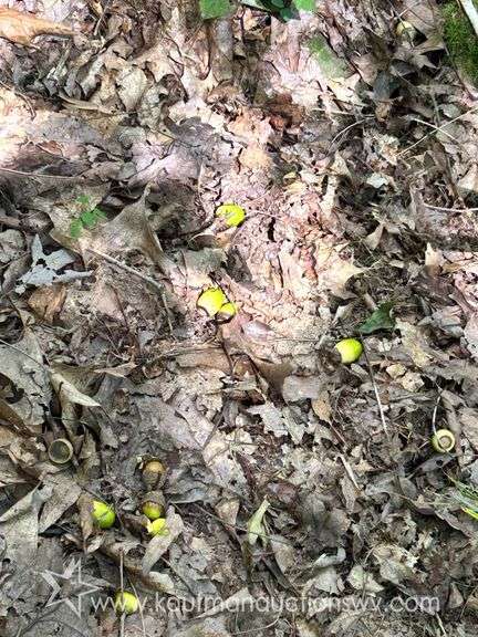 47+/- Acre Roane County Land