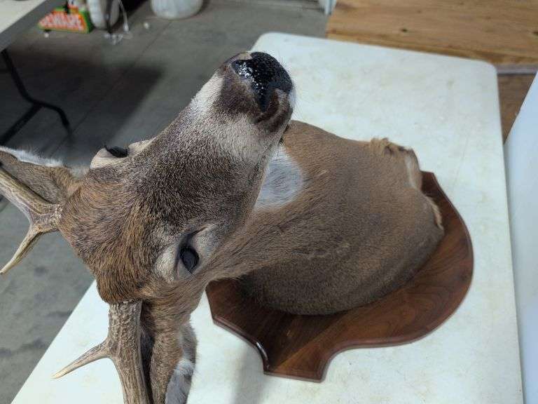 Whitetail deer mount