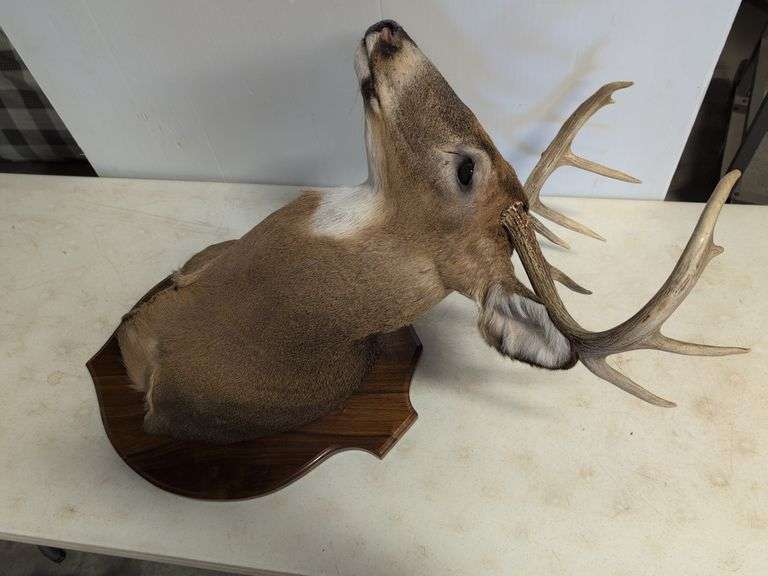 Whitetail deer mount