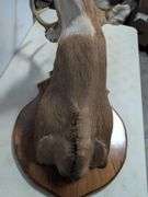 Whitetail deer mount