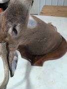 Whitetail deer mount
