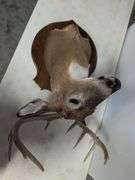Whitetail deer mount
