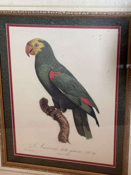 21.5” x 19.5” FRAMED PARROT WALL DECOR