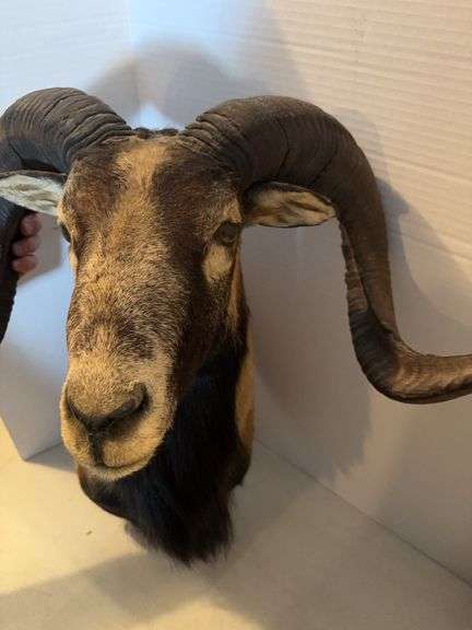 MOUFFLON RAM SHOULDER MOUNT