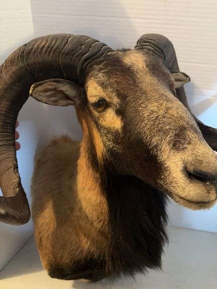 MOUFFLON RAM SHOULDER MOUNT