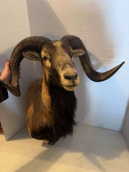 MOUFFLON RAM SHOULDER MOUNT