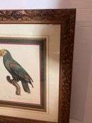 21.5” x 19.5” FRAMED PARROT WALL DECOR