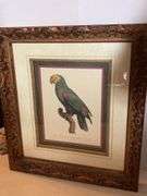 21.5” x 19.5” FRAMED PARROT WALL DECOR